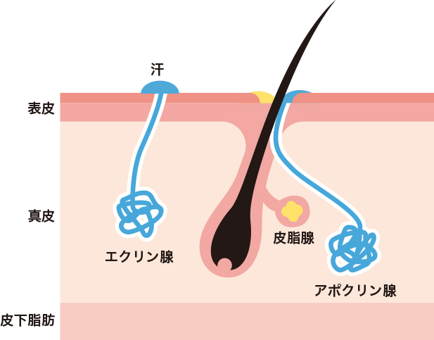 すそわきがイメージ1-1
